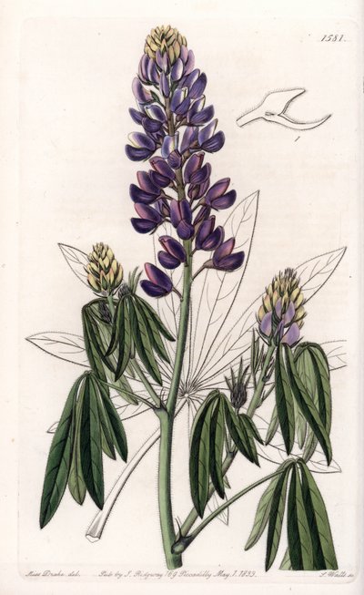 Elegant Lupin or Lupin from Mexico - イギリスのSydenham Edwards(1768-1819)のBotanical Registerに掲載されたSarah Anne Drake(1803-1857)のイラストをS.Wattsがエングレーヴィングしたもの。 作： Sydenham Teast Edwards