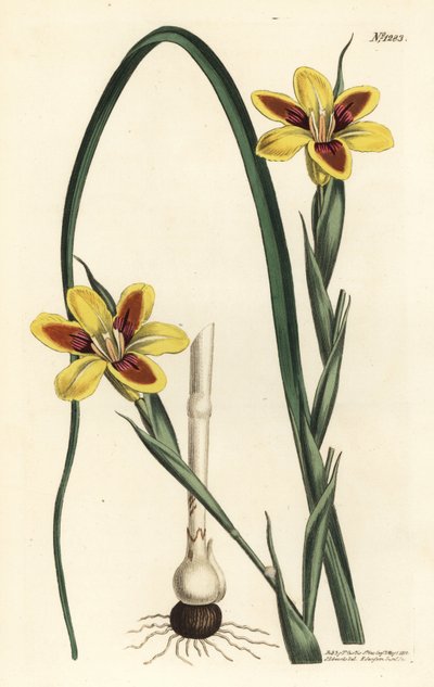 エレガントモレア、Moraea elegans（Moraea spicata）。William Curtis