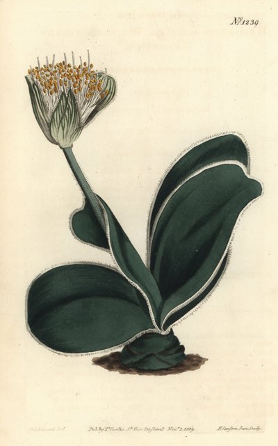 エレファントイヤー - 白い花を咲かせるヘマンサス（Haemanthus albiflos）。William Curtis