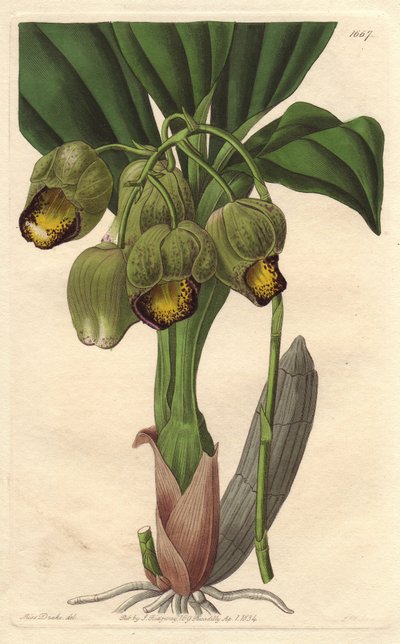 着生ラン、淡い黄色のカタセタム、ブラジル原産 - Sarah Anne Drake (1803-1857)のイラストからS.WattsによるWater forte、Botanical Registerより。 作： Sydenham Teast Edwards