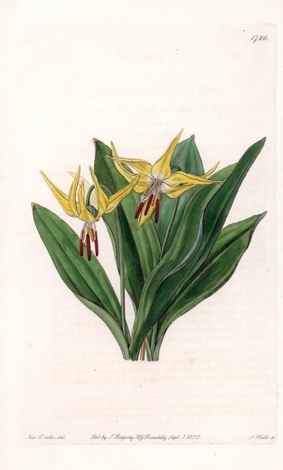 Erythroneは大きな花を咲かせ、北アメリカ原産 - イギリスのSydenham Edwards（1768-1819）のBotanical Registerに掲載されたSarah Anne Drake（1803-1857）のイラストをS.Wattsがエングレーヴィングしたもの。 作： Sydenham Teast Edwards