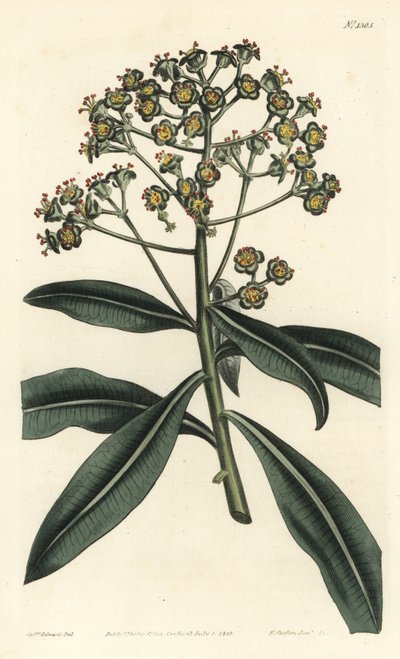 Euphorbe mellifere - ハニースパージまたは蜂蜜を含むユーフォルビア、Euphorbia mellifera（ユーフォルビア・メリフェラ）。William Curtis
