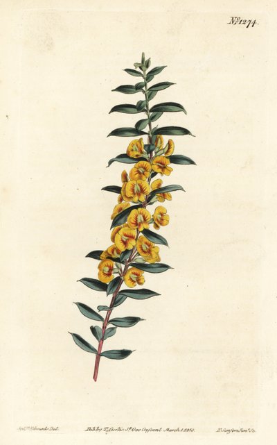 Eutaxia myrtifolia (Cross-leaved dillwynia, Dillwynia obovata).William Curtis