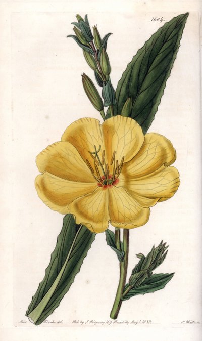 大輪の花を咲かせる月見草 - イギリス、Sydenham Edwards（1768-1819）のBotanical Registerに掲載されたSarah Anne Drake（1803-1857）のイラストをS.Wattsがエングレービングしたボード。 作： Sydenham Teast Edwards
