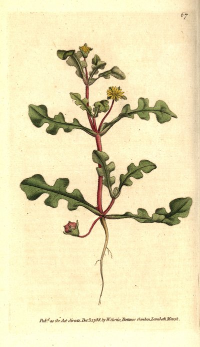 Ficoide variete - Aethephyllum pinnatifidum（ギザギザの葉のイチジクのマリーゴールド、Mesembryanthemum pinnatifidum）。William Curtis