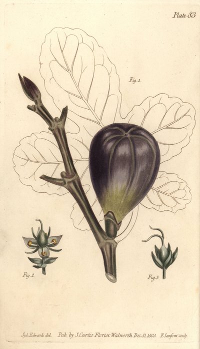 Fig, Ficus carica, Trioecia with hermaphrodite, male 2 and female 3 flowers growing separately.William Curtis