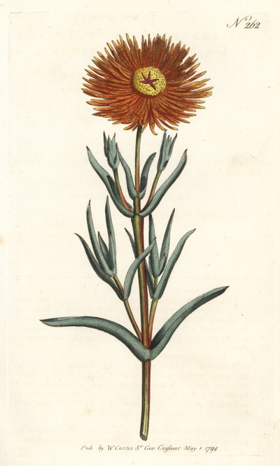 イチジクのマリーゴールド - Golden fig-marigold, Mesembryanthemum aureum.ロンドンのWilliam Curtis