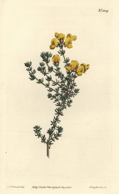 肉厚の葉を持つアスパラスス（Aspalathus carnosa）。William Curtis