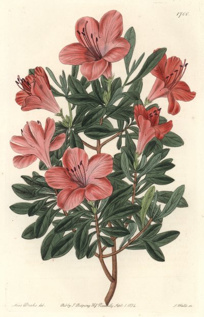 Florists Rhododendron or azalee - S. Watts strong water from an illustration by Sarah Anne Drake (1803-1857), from the Botanical Register 作： Sydenham Teast Edwards
