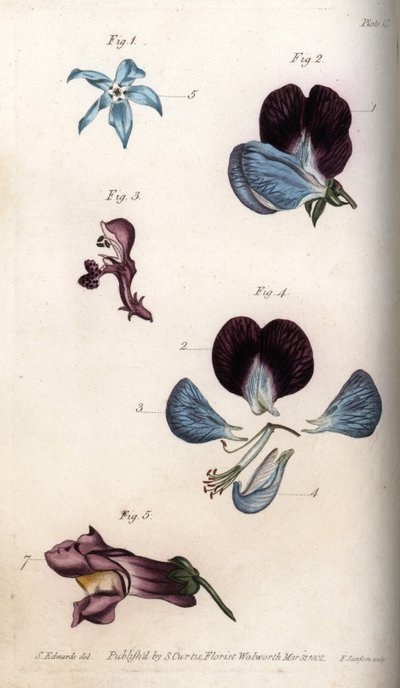オフィシナール・ボリジとエンドウ（マメ科）の開花。カラー銅版画、サイデナム・エドワーズ（1768-1819）によるランベス植物園（イギリス）の植物学会議のための挿絵 作： Sydenham Teast Edwards