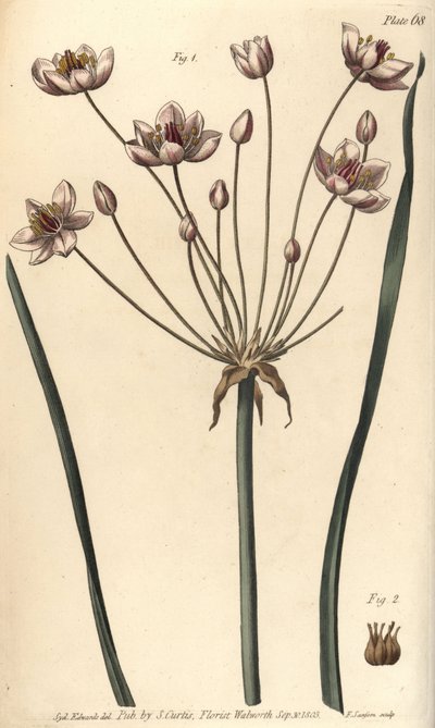 花イグサ、Butomus umbellatus、Hexagynia、両性具有の花1と雌しべ2。植物園で行われたウィリアム・カーティスの植物学講義のために、シデナム・エドワーズが描いた植物図版を、F・サンソムが手彩色銅版画にしたもの。 作： Sydenham Teast Edwards
