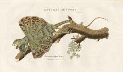 枝の上の飛竜 作： Sydenham Teast Edwards