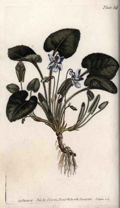香りのよいスミレ。シデナム・エドワーズ（1768-1819）がランベス植物園（イギリス）の植物会議のために描いたカラー銅版画。 作： Sydenham Teast Edwards