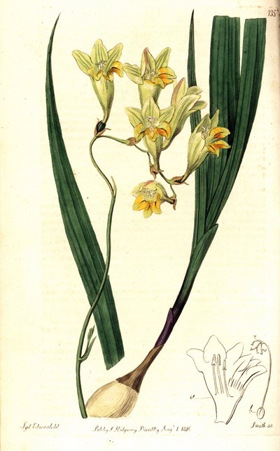 フリージア・リフラクタ（Reflex tritonia, Tritonia refracta）。Sydenham Edwardsが描いた植物図版にSmithが手彩色で銅版画を描いたもので、The Botanical Register, Ridgway, Londonより 作： Sydenham Teast Edwards
