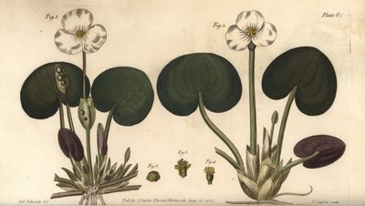カエルビト、Hydrocharis morsus-ranae、Dioecia、雌株1,4、雄株2,3。ラムの植物園で行われたウィリアム・カーティスの植物学講義のために、シデナム・エドワーズが描いた植物図鑑のF・サンソムによる手彩色銅版画。 作： Sydenham Teast Edwards