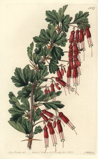 フクシアの花またはカリフォルニアフクシア - フクシアの花をつけたグーズベリーまたはシウィグーズベリー（Ribes speciosum）。Sydenham Edwards