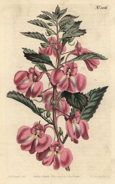 ガーデンバルサミン - ガーデンバルサミン、Impatiens balsamina (Glandular-leaved balsam, Impatiens coccinea)。William Curtis