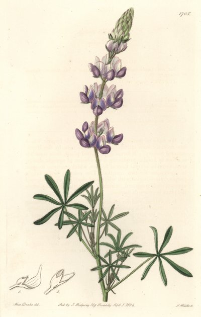 カリフォルニア原産のガーデンルパン - S. Watts Strong Water from an illustration by Sarah Anne Drake (1803-1857), from the Botanical Register 作： Sydenham Teast Edwards