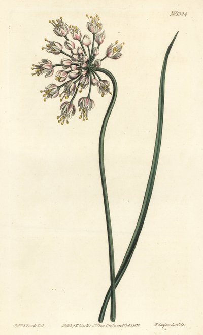 傾いたニンニク - うなだれたタマネギ、女性のネギ、またはお辞儀をした腰のあるニンニク、Allium cernuum。William Curtis