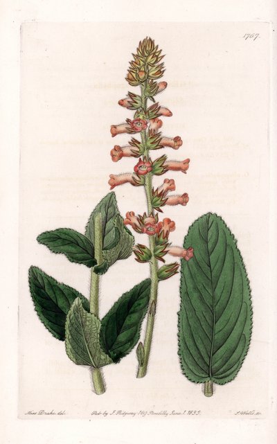 Genera Variete - イギリスのSydenham Edwards（1768-1819）のBotanical Registerに掲載されているSarah Anne Drake（1803-1857）のイラストをS.Wattsがエングレービングしたプレート。 作： Sydenham Teast Edwards
