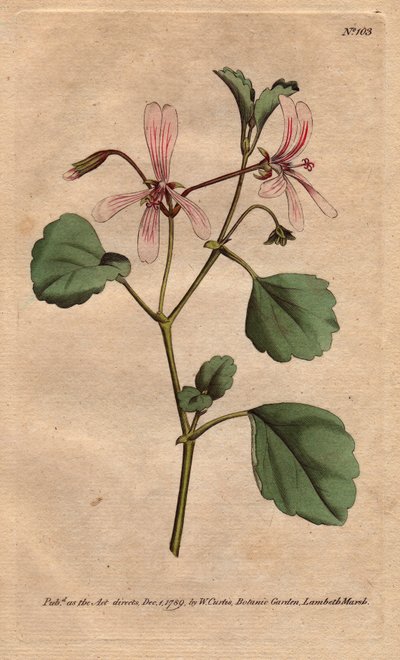 ゼラニウムは、南アフリカ原産のソレルの葉に、バラの葉脈のある花をつけます。Sorrel crane