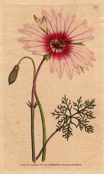 淡いピンクと濃いピンクの大輪の花を咲かせるゼラニウム・モンソニア。大輪のモンソニアは淡いピンクと濃いピンクの花を咲かせます。Monsonia speciosa。ウィリアム・カーティスの「Botan」に掲載されているSydenham Edwardsの植物図版を、手彩色の銅版画にしたもの。 作： Sydenham Teast Edwards