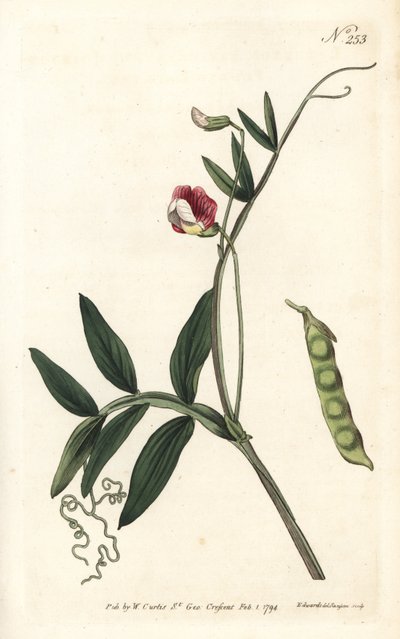 Gesse climene - スパニッシュ・ベッチリング、Lathyrus clymenum（ジョイント・ポッドド・ラチルス、Lathyrus articulatus）。ロンドンのWilliam Curtis