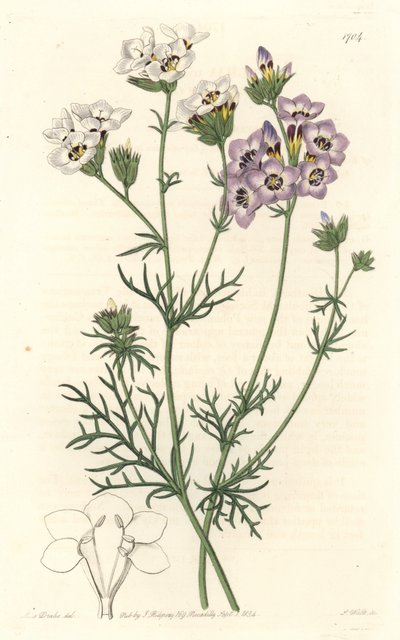 Gilia tricolor、白と紫のバリエーション、カリフォルニア州原産 - S. Watts strong water from an illustration by Sarah Anne Drake (1803-1857), from Botanical Register 作： Sydenham Teast Edwards