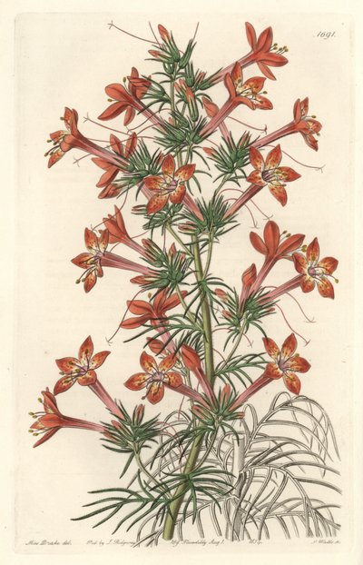 Gilie a coronope leaf or Ipomopside elegante - Water forte by S. Watts from an illustration by Sarah Anne Drake (1803-1857), from the Botanical Register（植物図鑑）. 作： Sydenham Teast Edwards