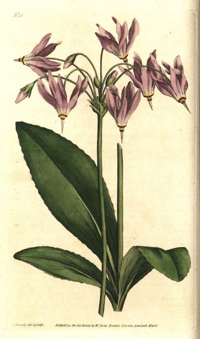 バージニア州のGiroselle（ジロセル） - アメリカン・カウスリップまたはミード・ドデカテオン（Dodecatheon meadia）。William Curtis