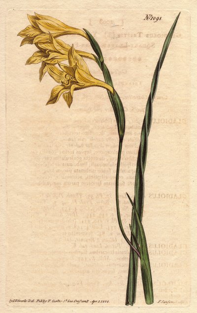 グライユールはエピスに黄色の花が咲き、葉は剣状です。黄色い花を咲かせ、四角い葉を持つヤグルマギク。Gladiolus tristis（グラジオラス・トリスティス）。ウィリアム・カーティスの "Botanical Magazine "1790-1に掲載されたSydenham Edwardsの植物図鑑からの手彩色銅版画。 作： Sydenham Teast Edwards