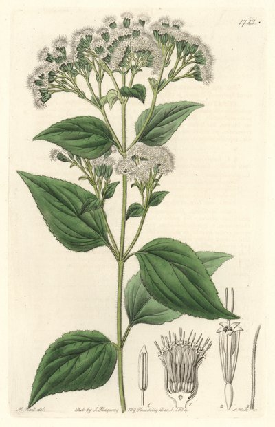 メキシコ原産のGlandular eupatorium - S.Wattsの強い水、M.Martのイラストより、Botanical Registerより 作： Sydenham Teast Edwards