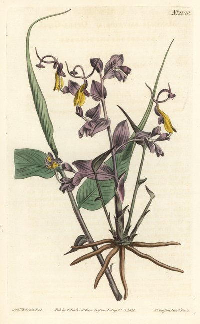 Globba radicalis（オペラガール、Mantisia saltatoria）。William Curtis