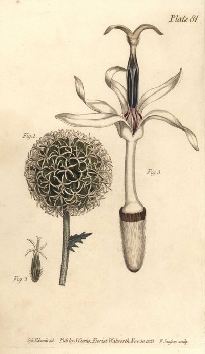 グローブアザミ、Echinops sphaerocephalus、Polygamia segregata、花1、一重の小花2,3。ウィリアム・カーティスの「植物学講義」のためにシデナム・エドワーズが描いた植物図版を、F・サンソムが手彩色銅版画で再現したもの。 作： Sydenham Teast Edwards