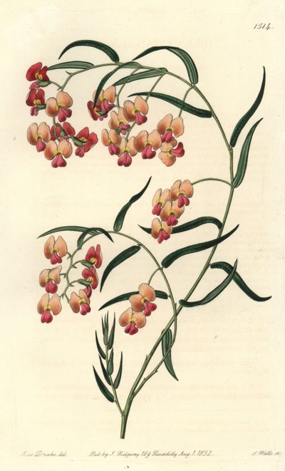 Glycin-leaved dillwynia, Dillwynia glycinifolia.Sydenham Edwards