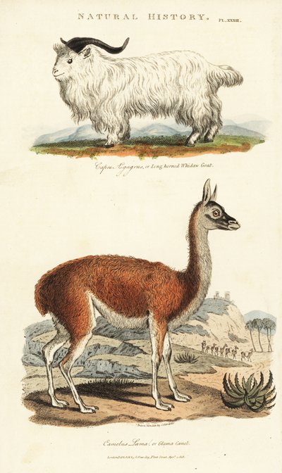 ヤギとラマ - 長角のウィドー・ヤギ（Capra aegagrus）とラマ（Lama glama）（グラマ・ラクダ（Camelus lama））。John Mason Good