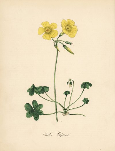 オキザリス・カプリナ（Goats-foot wood sorrel）。ウィリアム・カーティスの "Botanical Magazine "に掲載されたSydenham Edwardsのイラストから引用。C.シャボの手彩色ジンコグラフは、M.A.バーネットの「Plantae Utiliores: or Illustrations of Useful Ploms」からM.A.バーネットが描いたもの。 作： Sydenham Teast Edwards