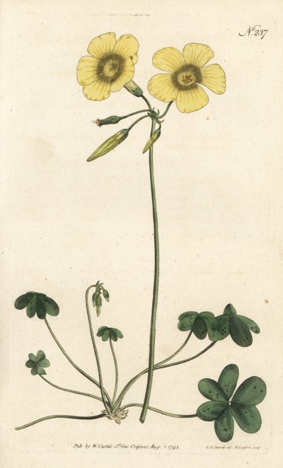 山羊の足 - 山羊の足の木のスイバ、Oxalis caprina。ロンドンのWilliam Curtis