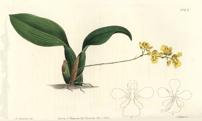 Gomesa cornigera orchid (Horned oncidium, Oncidium cornigerum).Sydenham Edwards