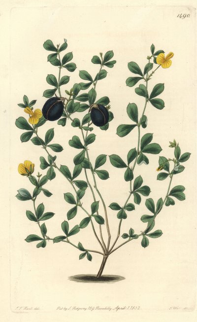 Gompholobium variete（オーストラリアに固有のマメ科の品種） - Thick-edged gompholobium, Gompholobium marginatum.Sydenham Edwards