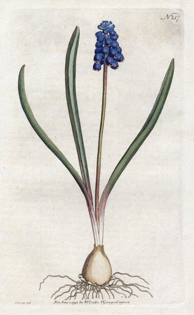 グレープヒヤシンス リトグラフ：Sydenham Edwards（1768-1819）、プレート：William Curtis（1746-1799）「Botanical Magazine」より 作： Sydenham Teast Edwards
