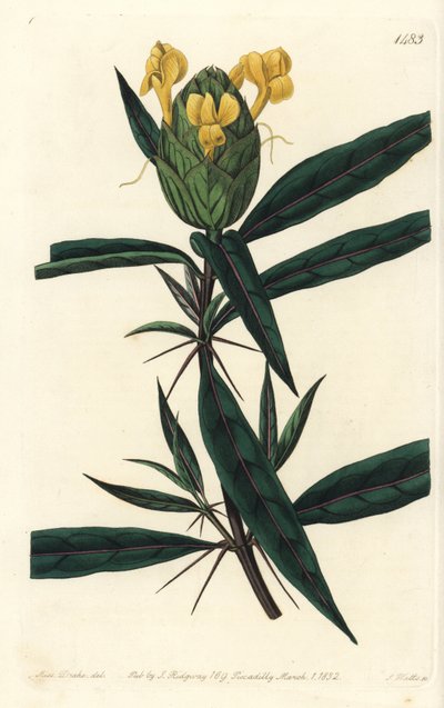 Grassgrass tac tac - Hop-flowered barleria, Barleria lupulina.Sydenham Edwards