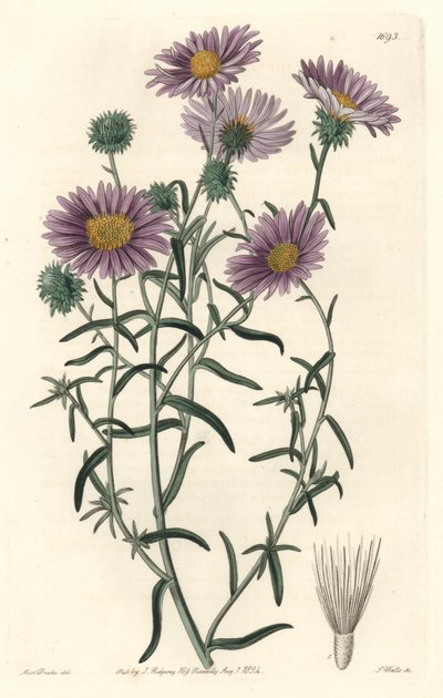 Gray Aster, originally from California - S. Watts Strong Water from an illustration by Sarah Anne Drake (1803-1857), from the Botanical Register 作： Sydenham Teast Edwards
