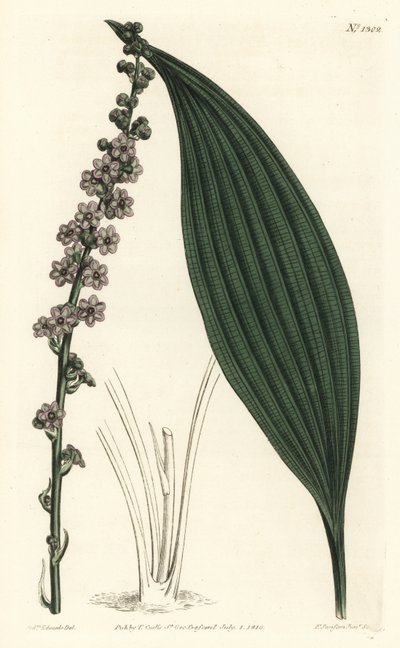 グリーン・フラワー・テタ（Peliosanthes teta）。William Curtis