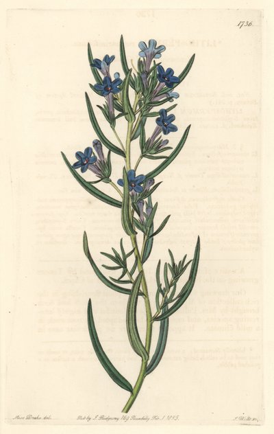 Gremil a rosemary leaves, native to Sicily - Water forte by S. Watts from an illustration by Sarah Anne Drake (1803-1857), from Botanical Register 作： Sydenham Teast Edwards