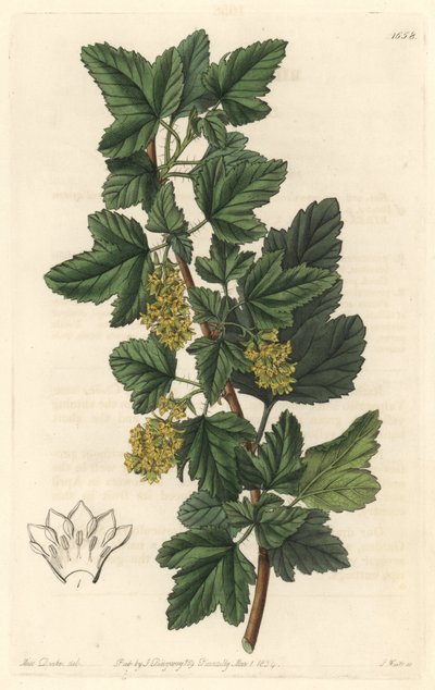 Groseillier, known as Gadellier of Siberia (Ribes diacanthum), native of Chile - Water forte by S. Watts from an illustration by Sarah Anne Drake (1803-1857), from Botanical Register 作： Sydenham Teast Edwards