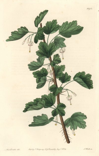 Groseillier, native of North America - Sarah Anne Drake (1803-1857)のイラストからS.Wattsが描いた水の強さ、Botanical Registerより。 作： Sydenham Teast Edwards