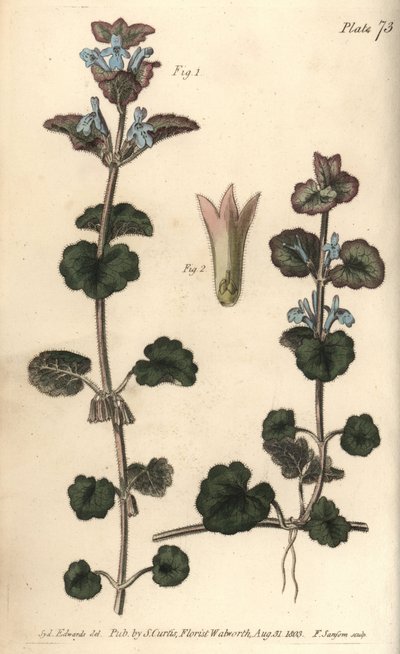 グラウンド・アイビー（Glechoma hederacea）、ギムノスペルミア（Gymnospermia）。William Curtis