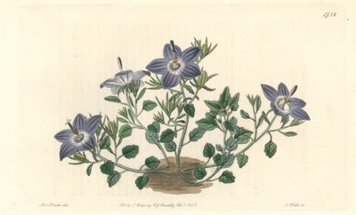 イタリア原産のHairy-leaved Campanule - Sarah Anne Drake (1803-1857)のイラストからS.Wattsが描いた強い水、Botanical Registerより。 作： Sydenham Teast Edwards