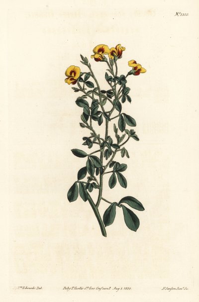 毛の生えたグディア、Goodia lotifolia var. pubescens（グディア・パブエスケンス）。William Curtis